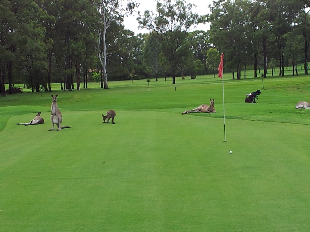 Hervey Bay Golf And Country Club Hervey Bay, Queensland, Australia