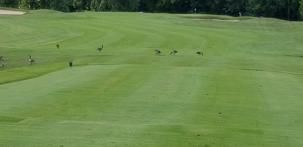 Bella Vista Golf Course Coldwater MI United States SwingU